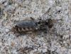 Craticulina sp.